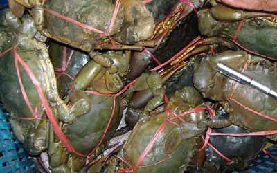 New crab hatchery to rise in Alaminos